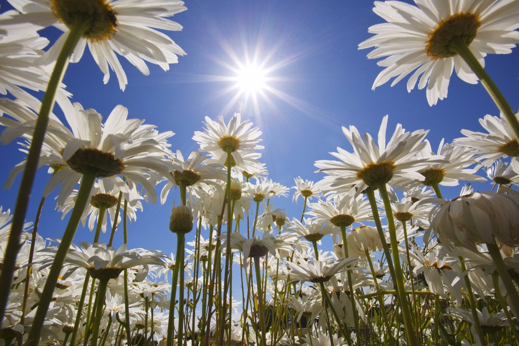 Detail of sun thru flowers, Willamette Valley, Oregon. by Anonymous