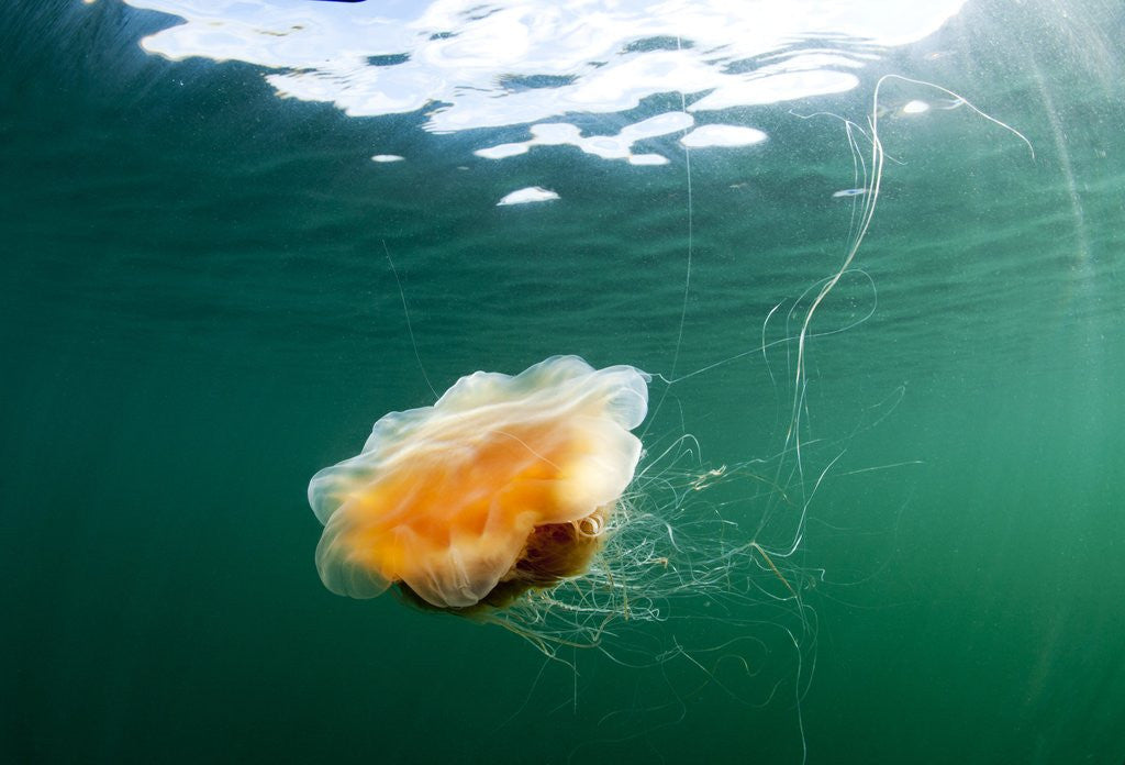 Detail of Jellyfish, Alaska by Anonymous