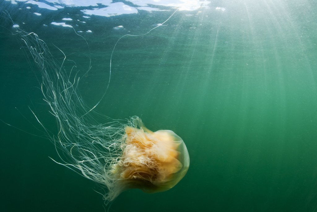 Detail of Lion's Mane Jellyfish, Alaska by Anonymous