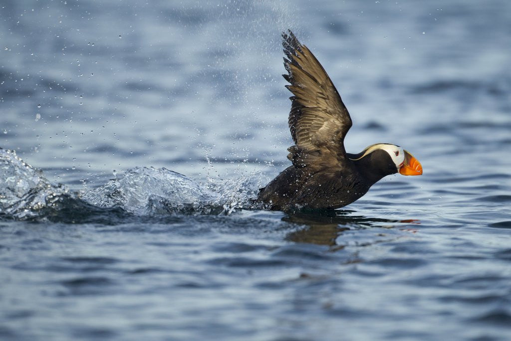 Detail of Puffin, Kodiak Island, Alaska by Anonymous
