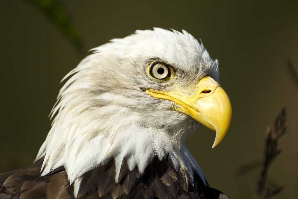 Detail of Bald Eagle, Alaska by Anonymous