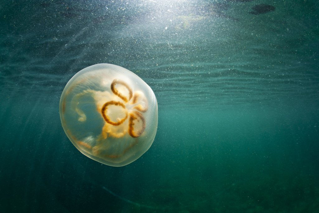 Detail of Moon Jellyfish, Alaska by Anonymous