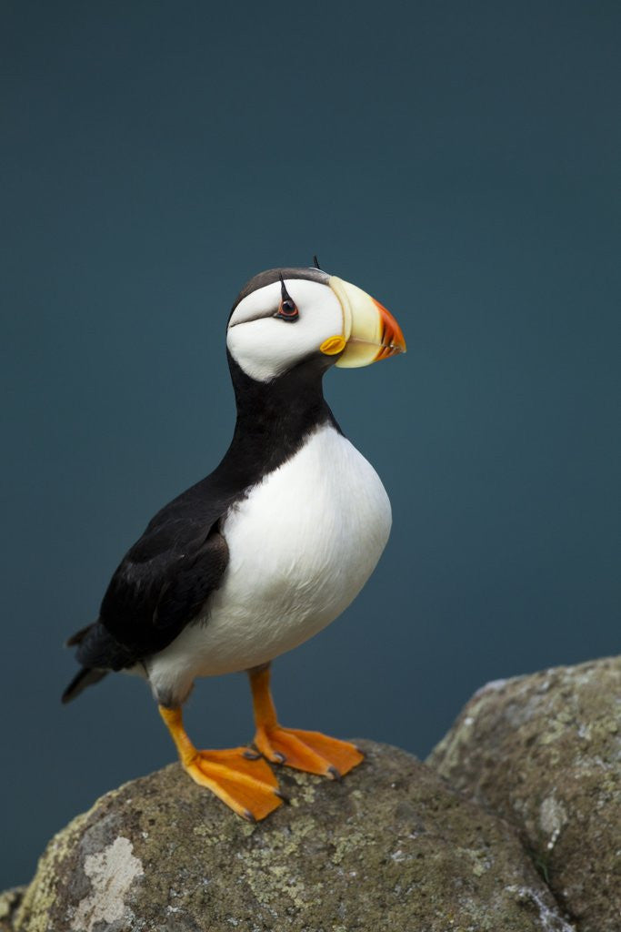 Detail of Puffin, Katmai National Park, Alaska by Anonymous