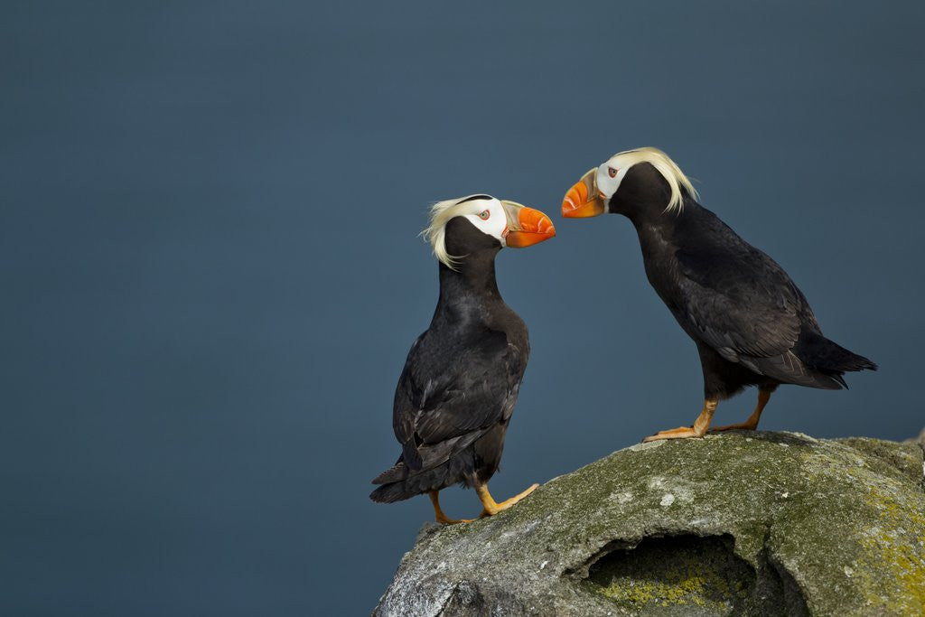 Detail of Puffin, Katmai National Park, Alaska by Anonymous