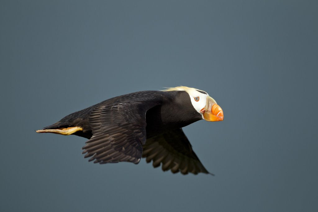 Detail of Tufted Puffin, Katmai National Park, Alaska by Anonymous