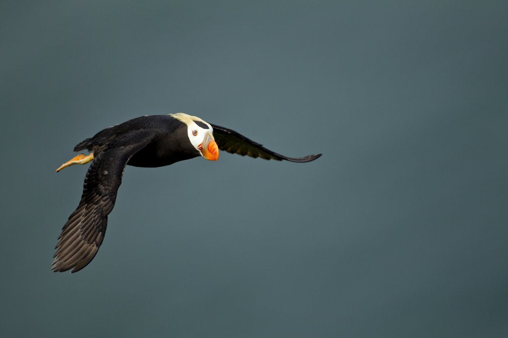 Detail of Tufted Puffin, Katmai National Park, Alaska by Anonymous