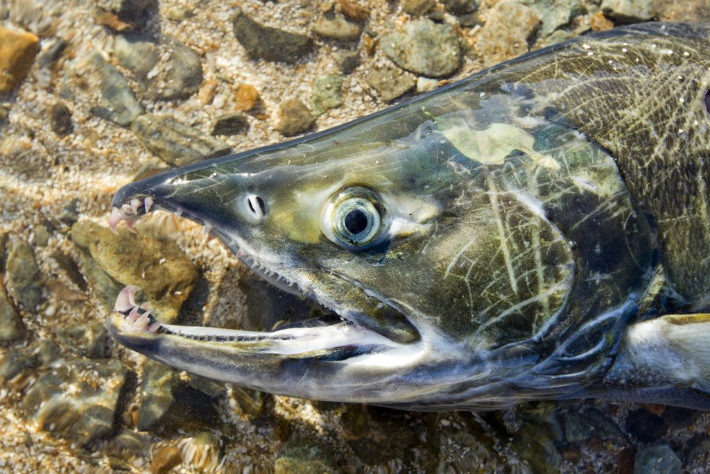 Detail of Close-up of Dying Spawning Salmon, Alaska by Anonymous