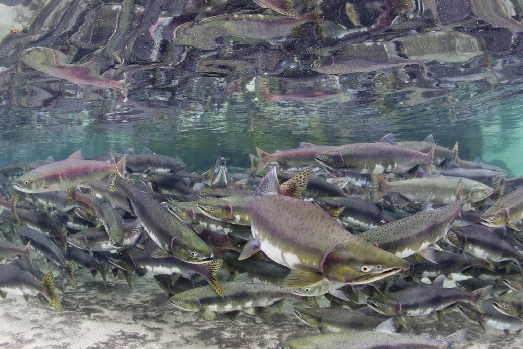 Detail of Underwater Spawning Salmon, Alaska by Anonymous