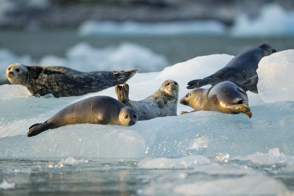 Detail of Harbor Seals on Iceberg, Alaska by Anonymous