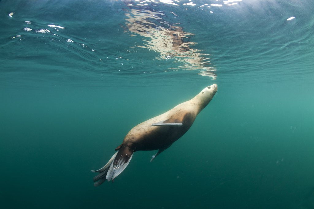 Detail of Steller's Sea Lion, Alaska by Anonymous