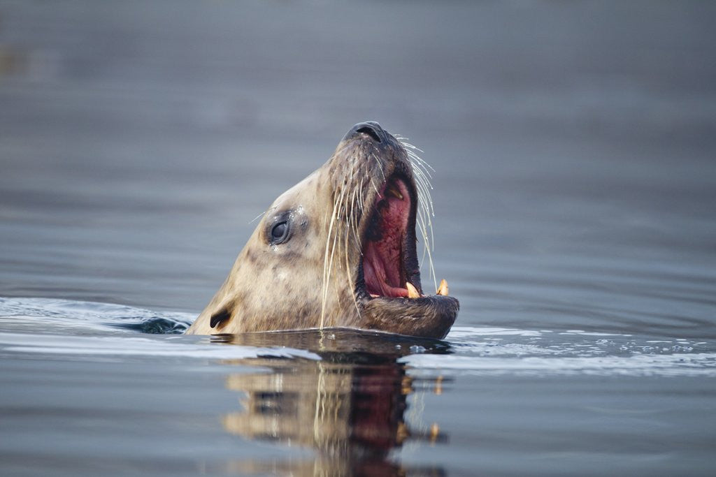 Detail of Steller's Sea Lion, Alaska by Anonymous