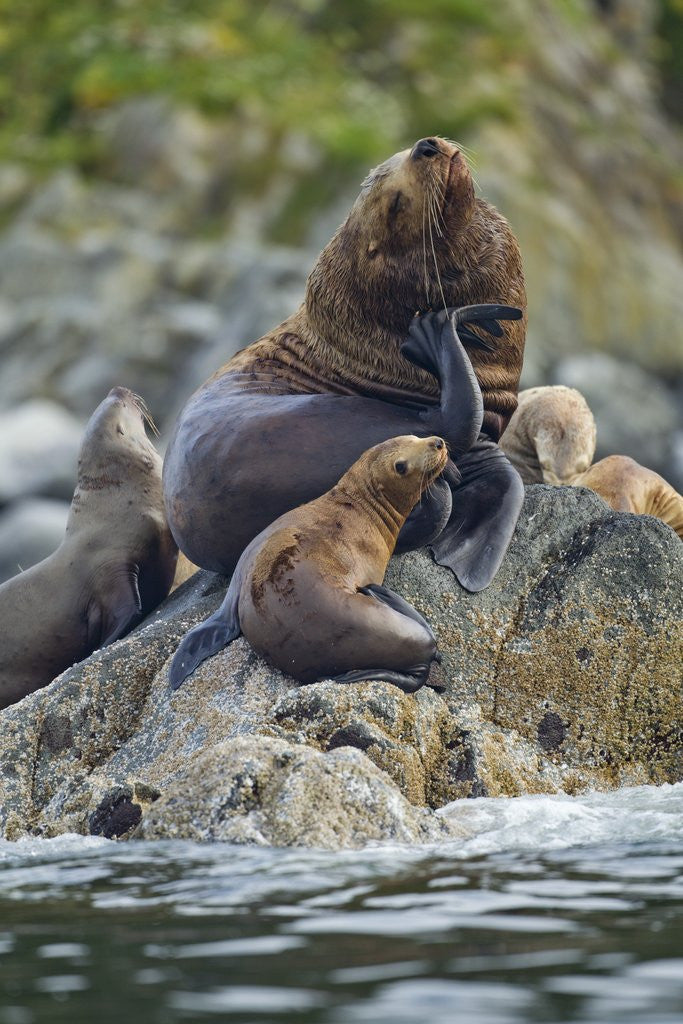 Detail of Steller's Sea Lions, Alaska by Corbis