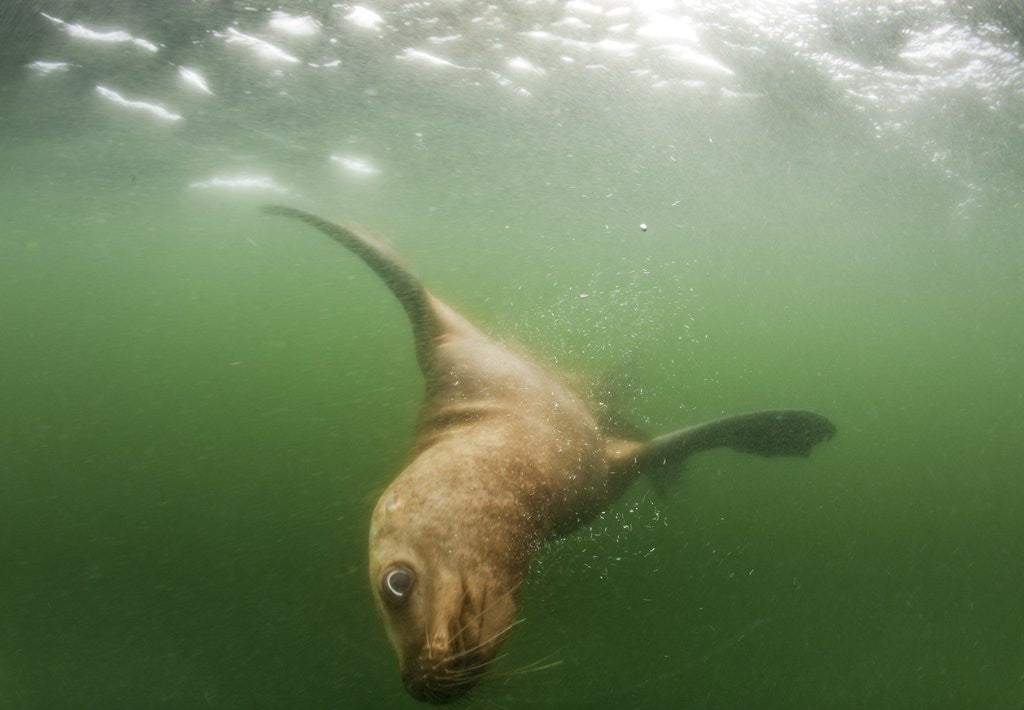 Detail of Steller's Sea Lion, Alaska by Anonymous