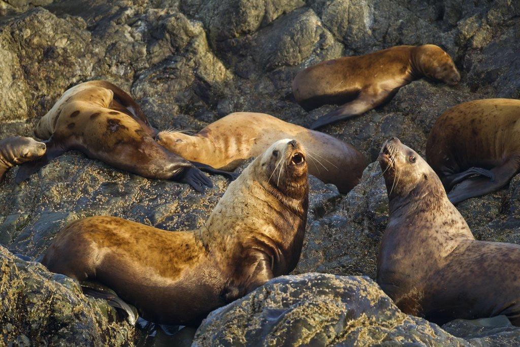 Detail of Steller's Sea Lions, Alaska by Anonymous
