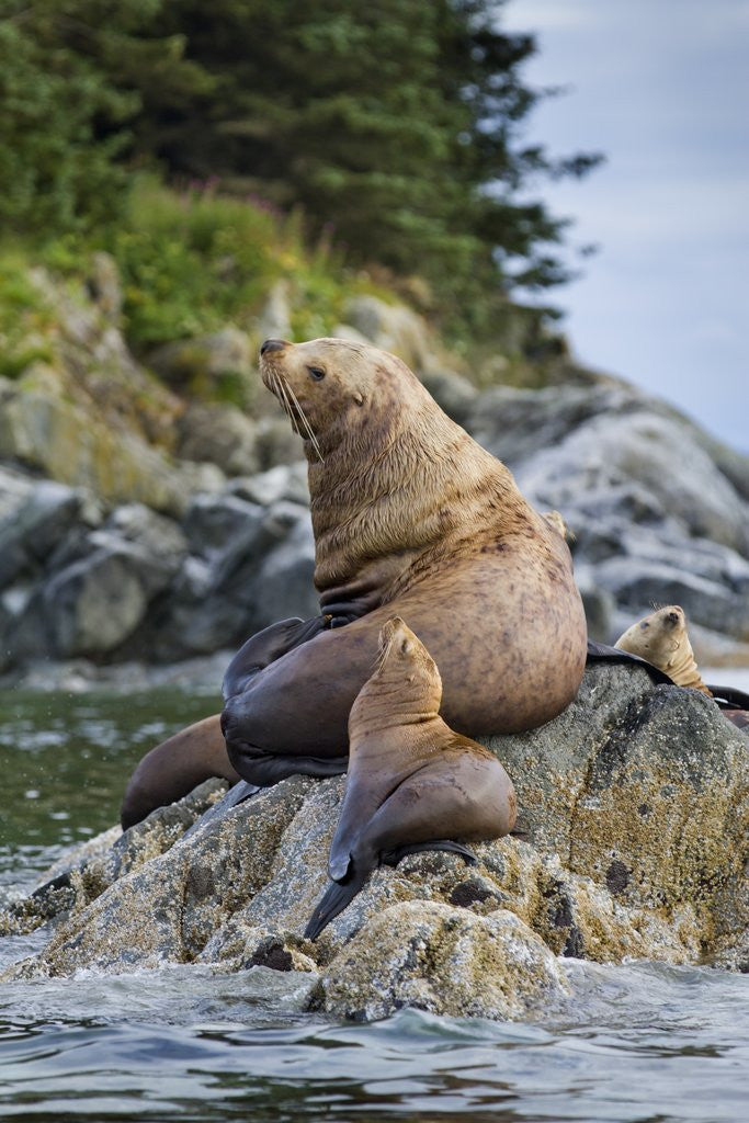 Detail of Steller's Sea Lions, Alaska by Anonymous