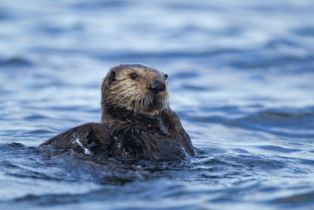 Detail of Sea Otter, Alaska by Anonymous