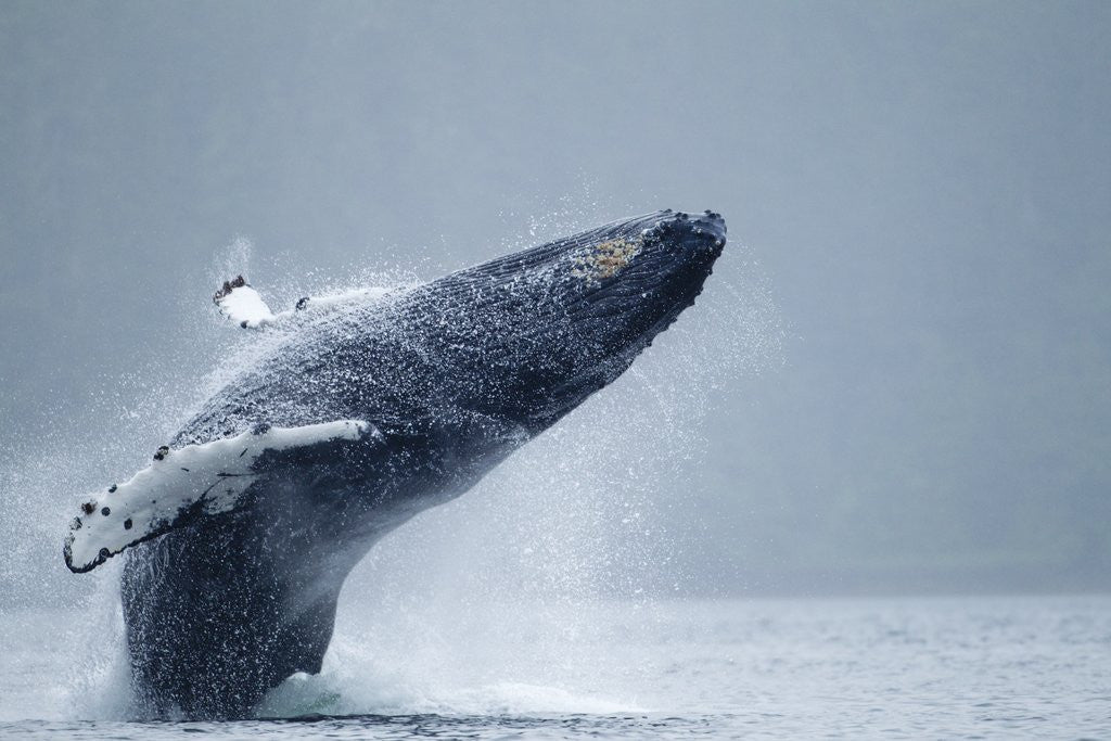 Detail of Breaching Humpback Whale, Alaska by Anonymous