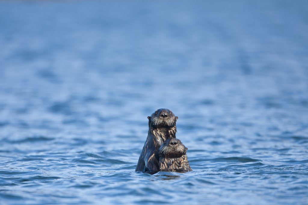 Detail of Sea Otter and Pup, Alaska by Anonymous