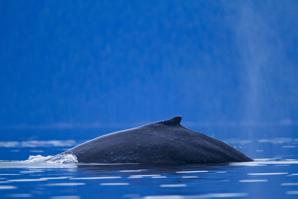 Detail of Humpback Whale, Alaska by Anonymous