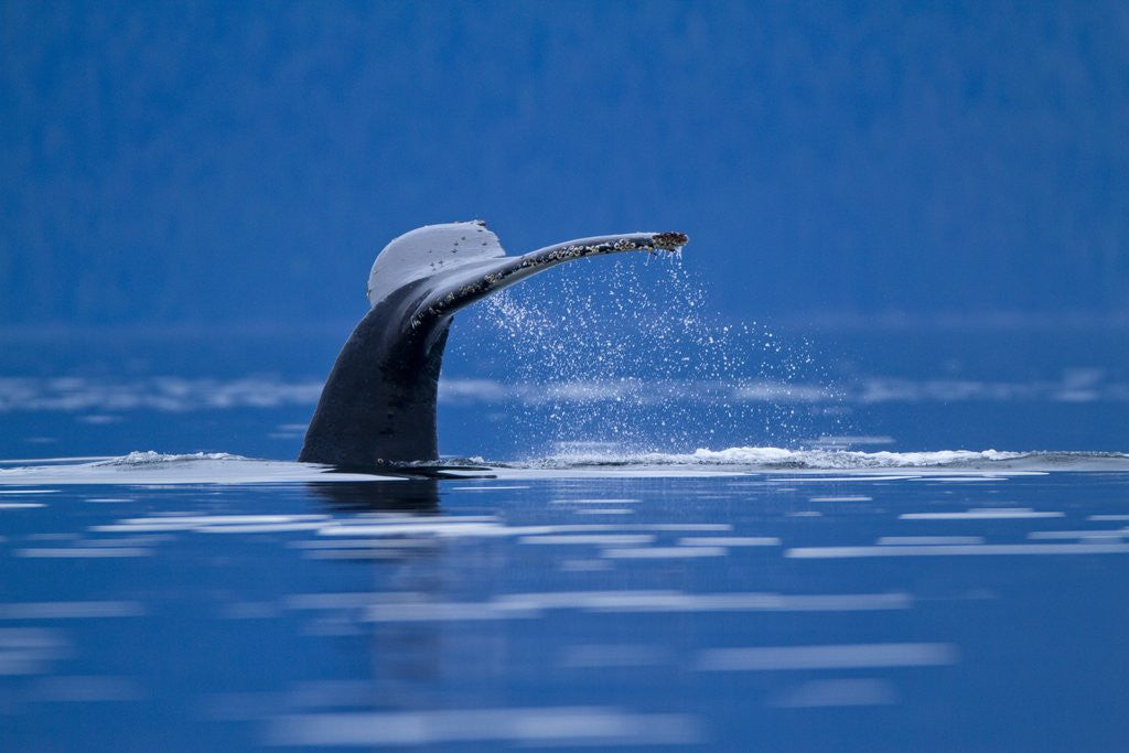 Detail of Humpback Whale, Alaska by Anonymous