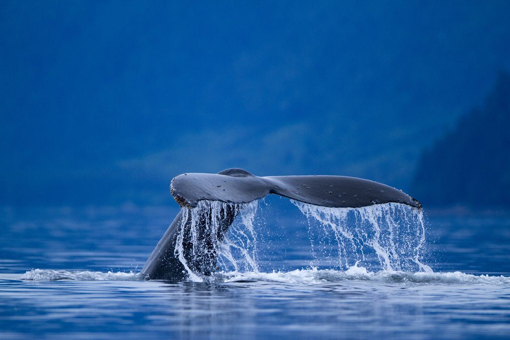 Detail of Humpback Whale, Alaska by Anonymous
