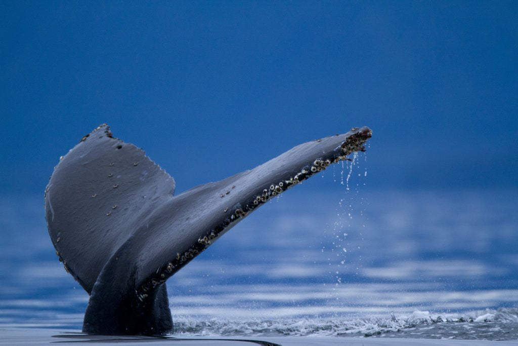 Detail of Sounding Humpback Whale, Alaska by Anonymous