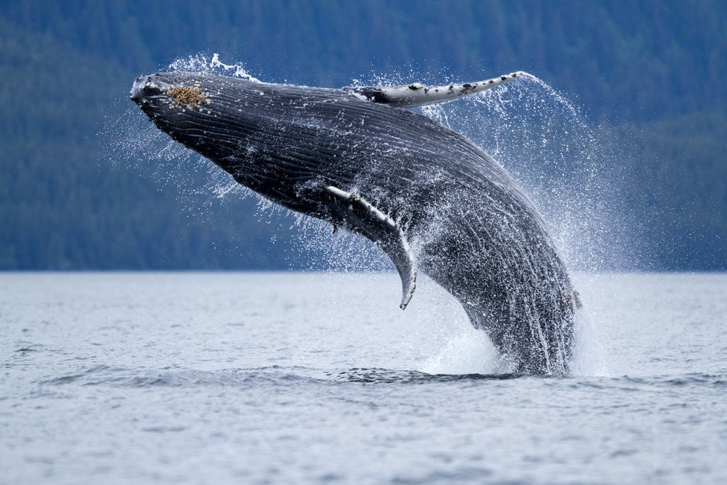 Detail of Breaching Humpback Whale, Alaska by Anonymous