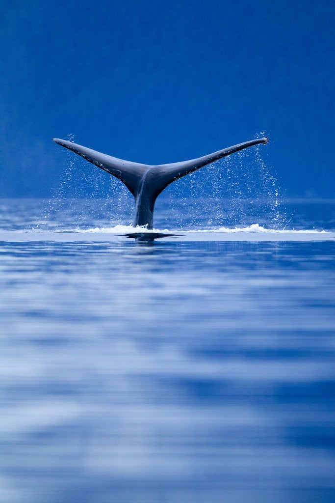 Detail of Sounding Humpback Whale, Alaska by Anonymous