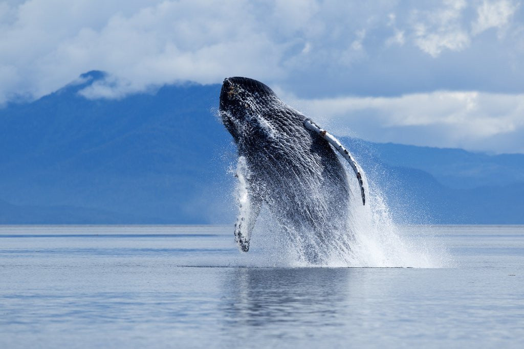 Detail of Breaching Humpback Whale, Alaska by Anonymous