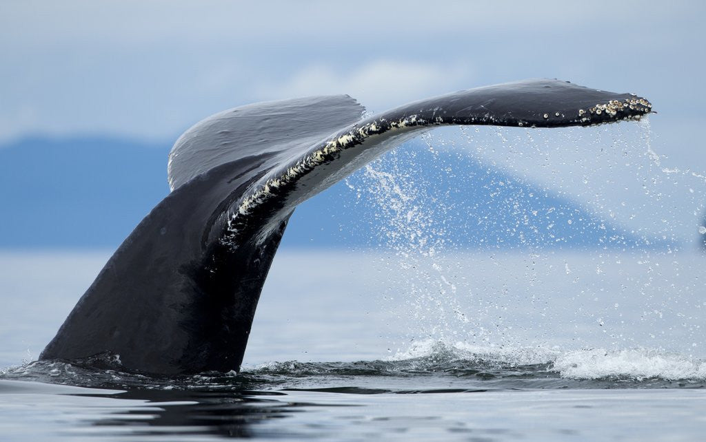 Detail of Sounding Humpback Whale, Alaska by Anonymous