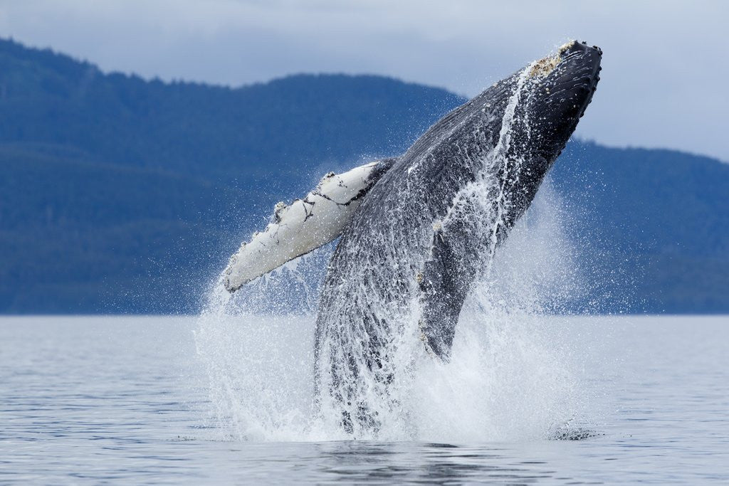 Detail of Breaching Humpback Whale, Alaska by Corbis