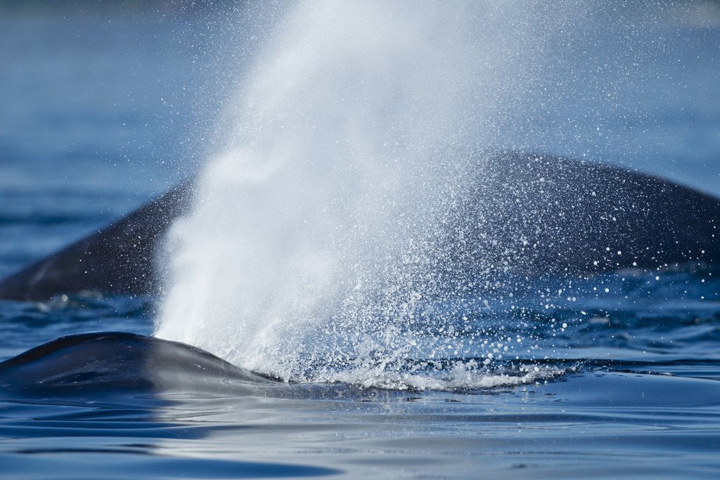 Detail of Spouting Humpback Whale, Alaska by Corbis