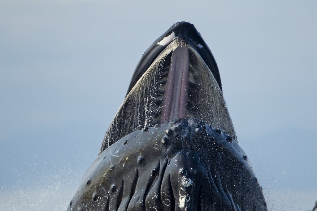 Detail of Group Feeding Humpback Whale, Alaska by Anonymous