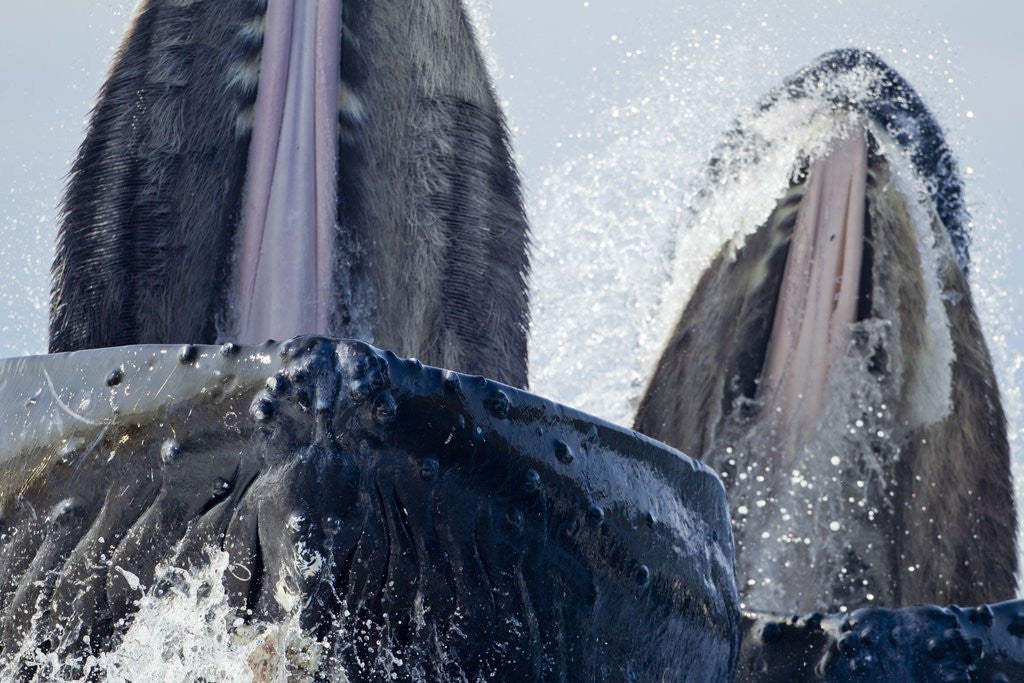 Detail of Group Feeding Humpback Whales, Alaska by Anonymous