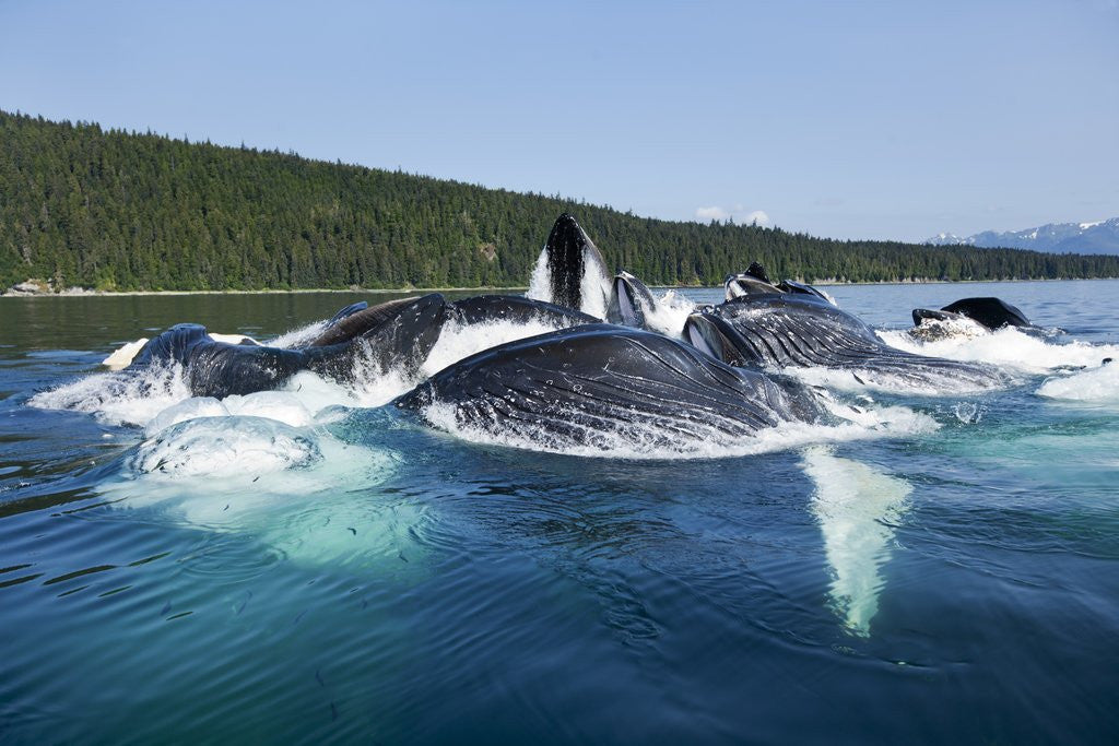 Detail of Group Feeding Humpback Whales, Alaska by Anonymous