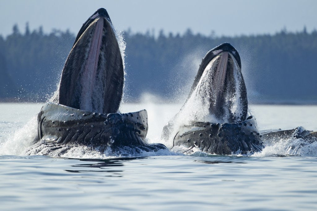 Detail of Feeding Humpback Whales, Alaska by Anonymous