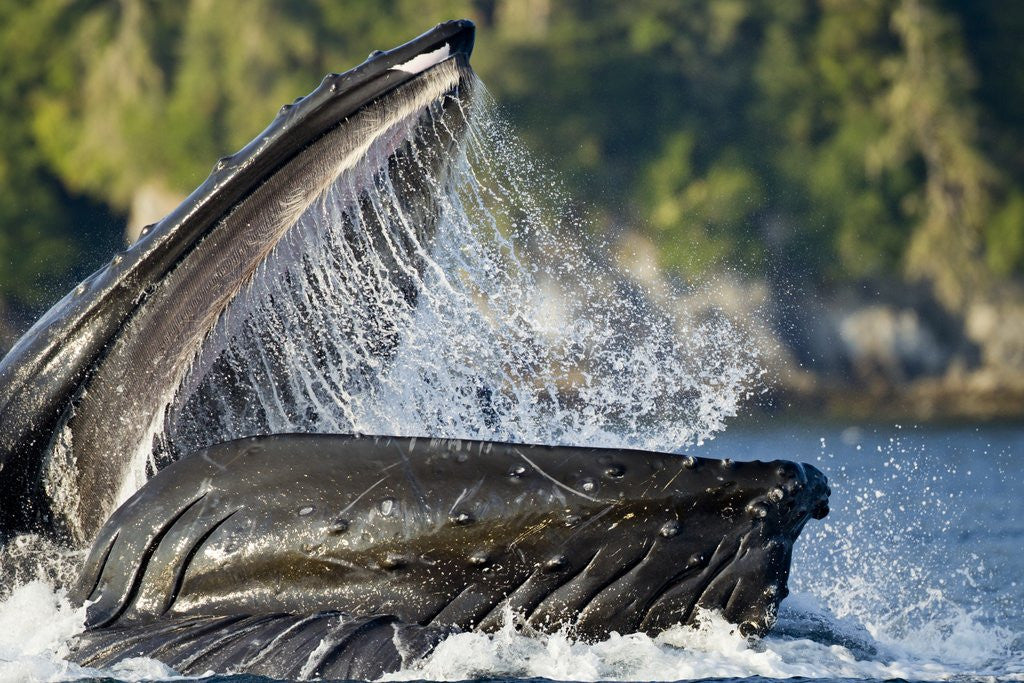 Detail of Feeding Humpback Whale, Alaska by Anonymous
