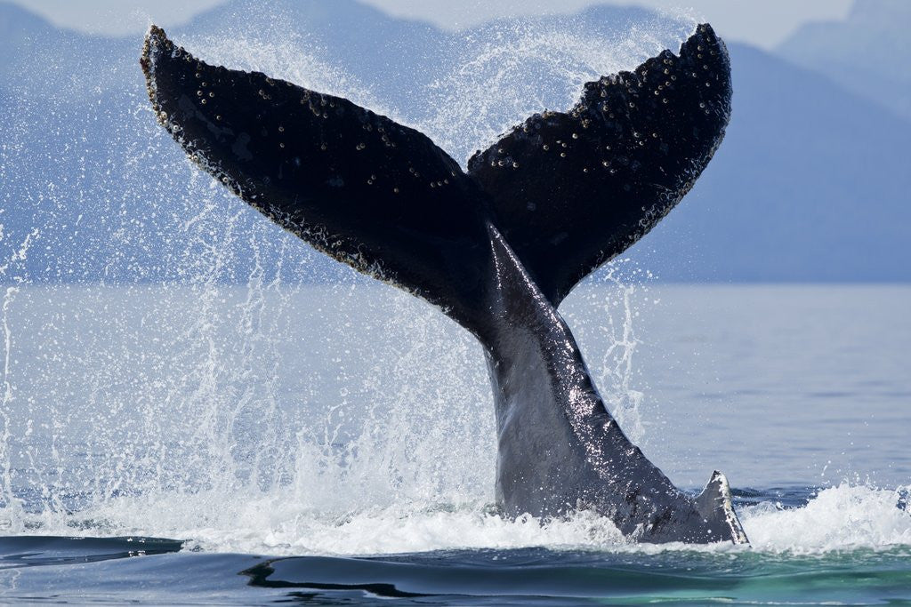 Detail of Tail Slapping Humpback Whale, Alaska by Anonymous