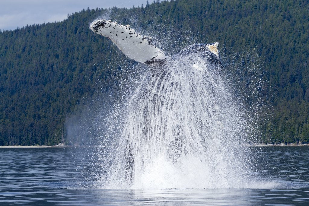 Detail of Breaching Humpback Whale, Alaska by Anonymous