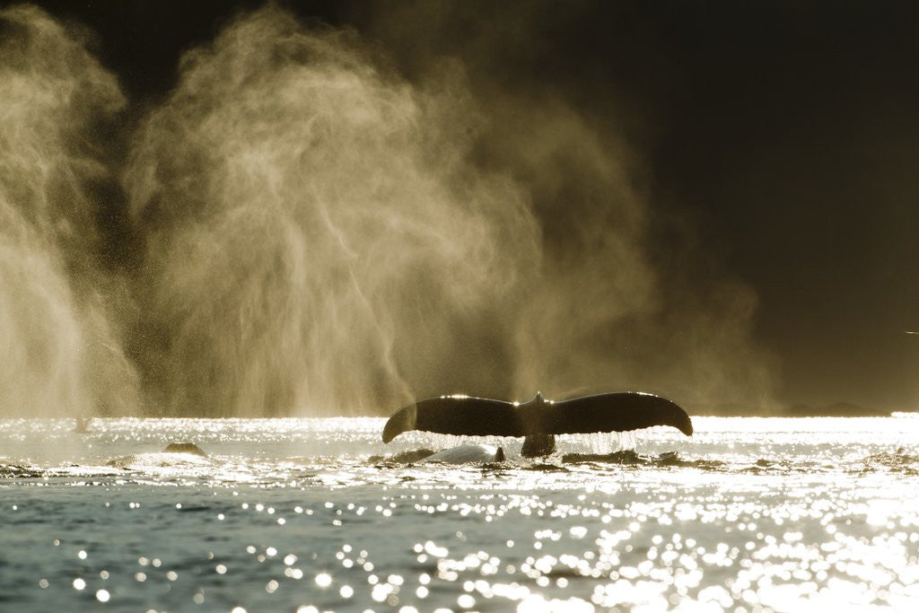 Detail of Diving Humpback Whale, Alaska by Anonymous