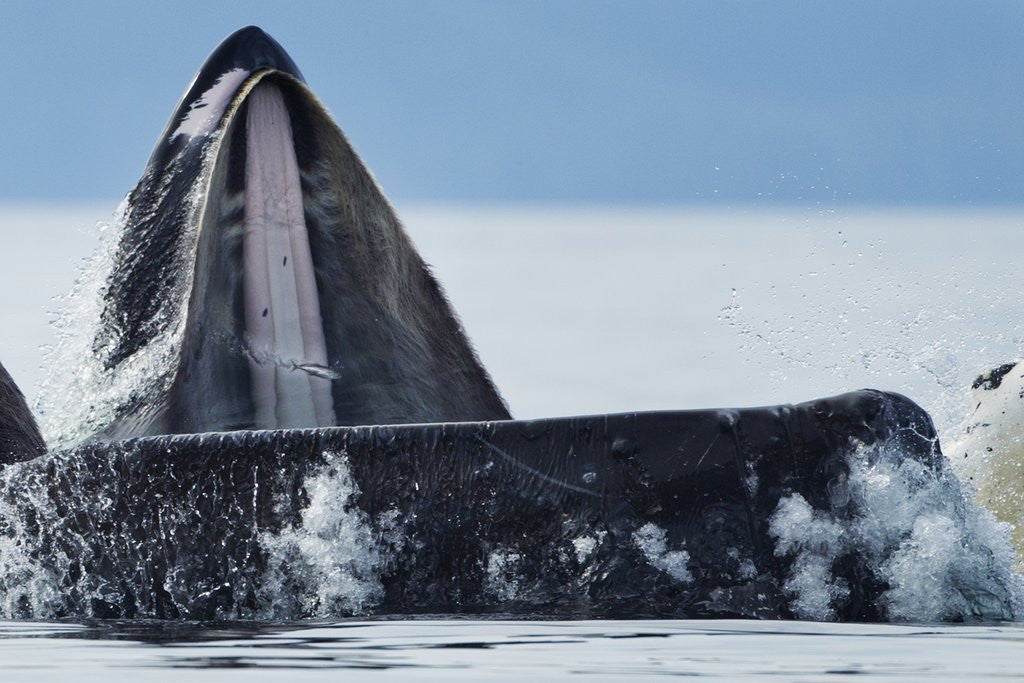 Detail of Feeding Humpback Whale, Alaska by Anonymous