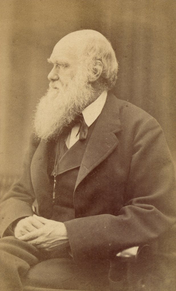 Detail of Charles Darwin by Anonymous