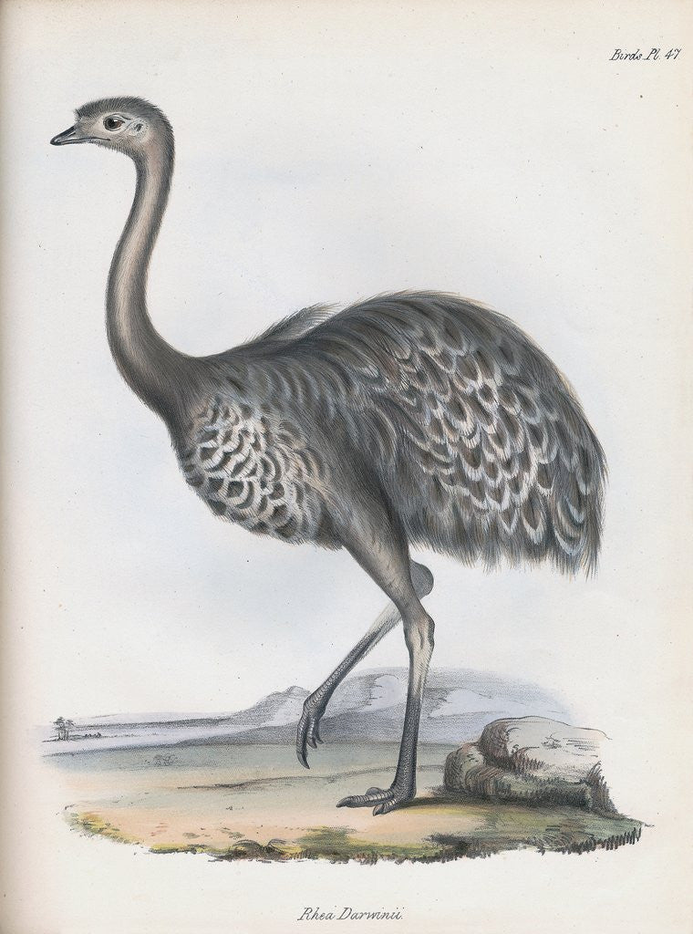 Detail of Darwin's Rhea or Lesser Rhea by Anonymous