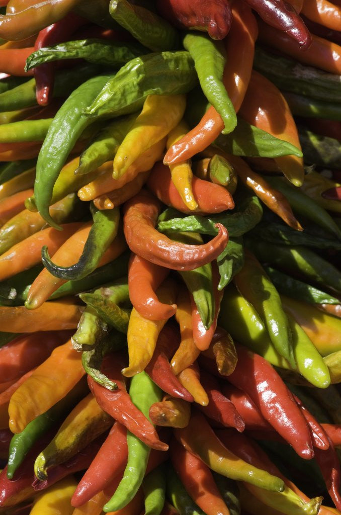 Detail of Chile peppers by Anonymous