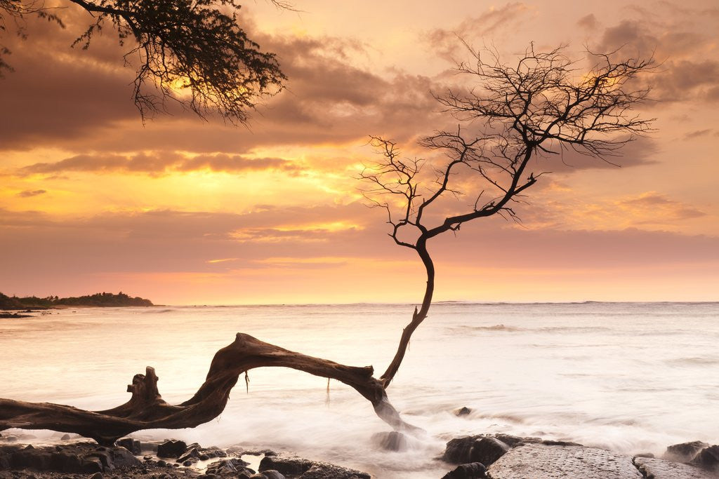 Detail of Tree on Anaehoomalu Beach by Anonymous