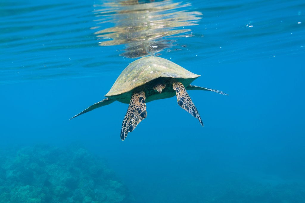Detail of Marine animals by Anonymous