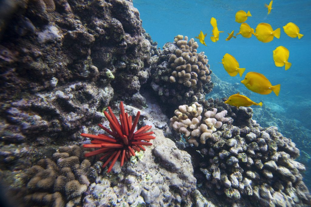 Detail of Hard Coral, Yellow Tang and Pencil Urchin, underwater near La Perousse, Makena, Maui, Hawaii by Anonymous