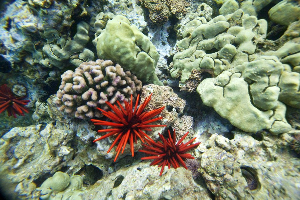 Detail of Pencil Urchin and hard coral, Maui, Hawaii by Anonymous