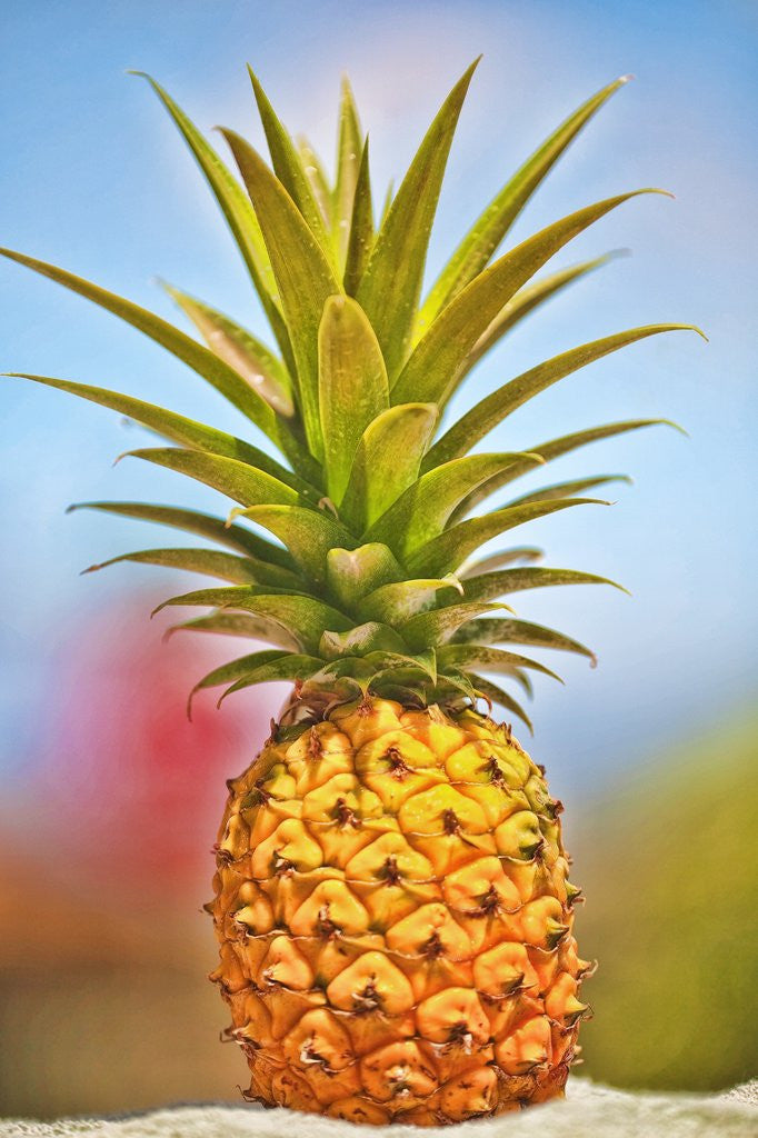 Detail of Pineapple by Anonymous