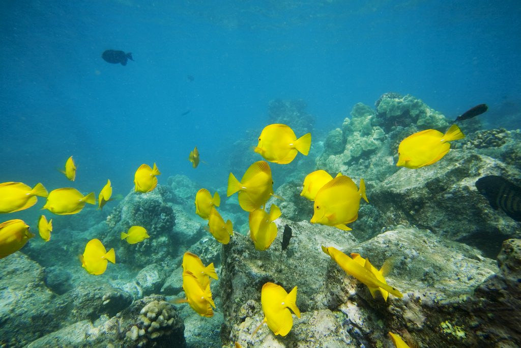 Detail of School of Yellow Tang nderwater near La Perousse, Makena, Maui, Hawaii by Anonymous